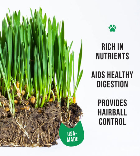 Organic Cat Grass Growing Kit with Black Cat Mug Planter