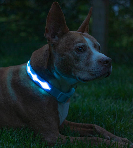 LED Light up Dog Collar - 1,000 Feet of Visibility - Brightest for Night Safety - USB Rechargeable with Water Resistant Glowing Dog Collar Light