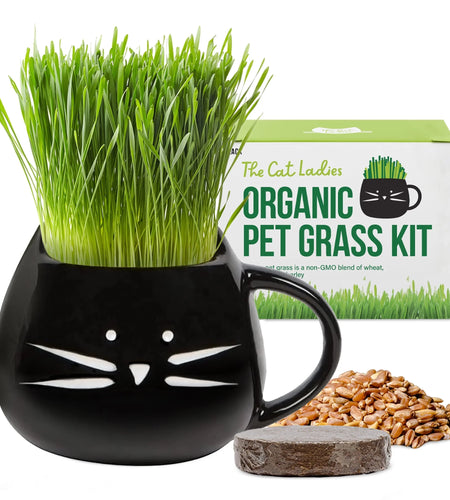 Organic Cat Grass Growing Kit with Black Cat Mug Planter